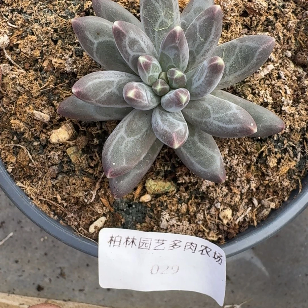 029 美人杂交 一物一拍