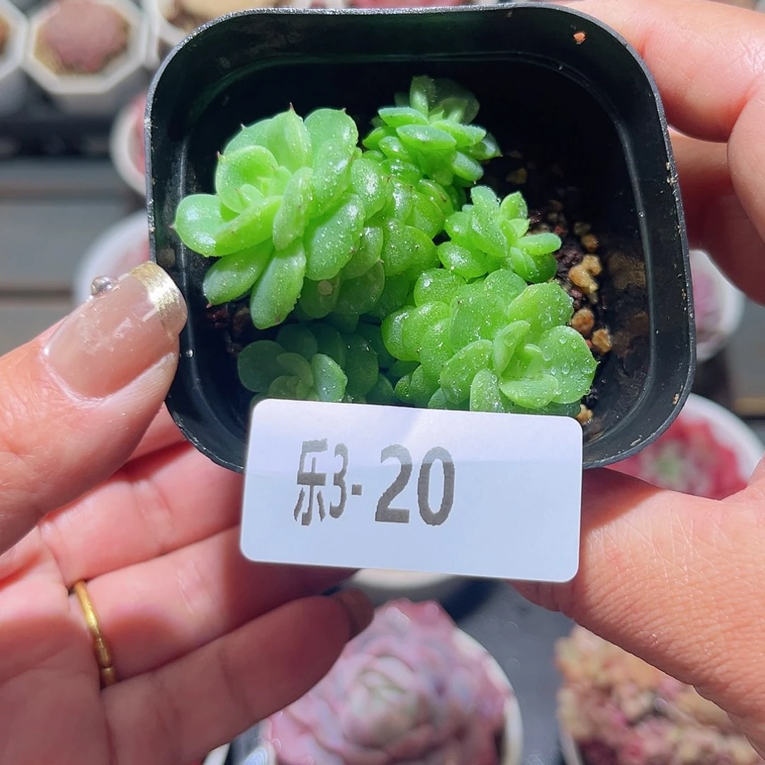乐3-20 麦秆群不包整