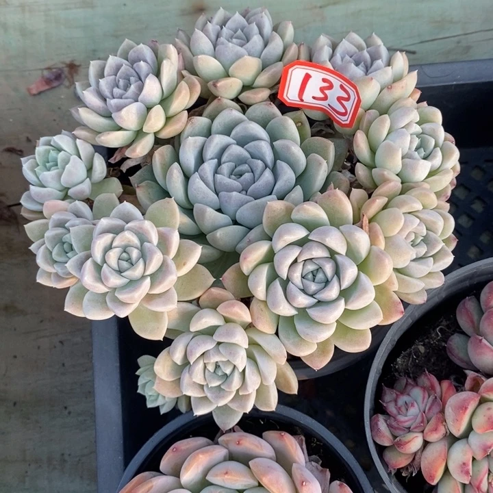 一一一拍多肉奶油美人133