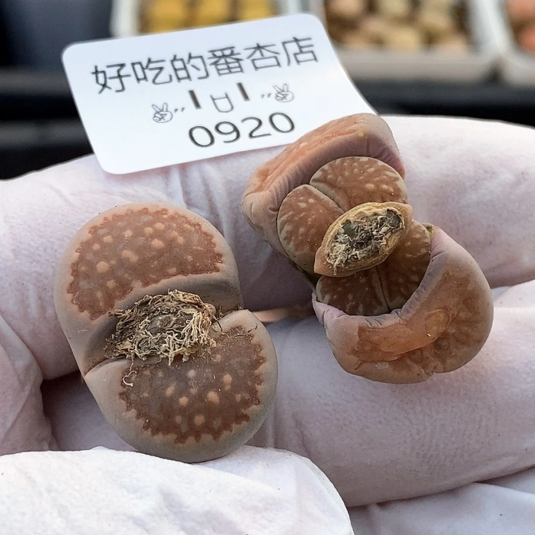 0920。零下拍保温。