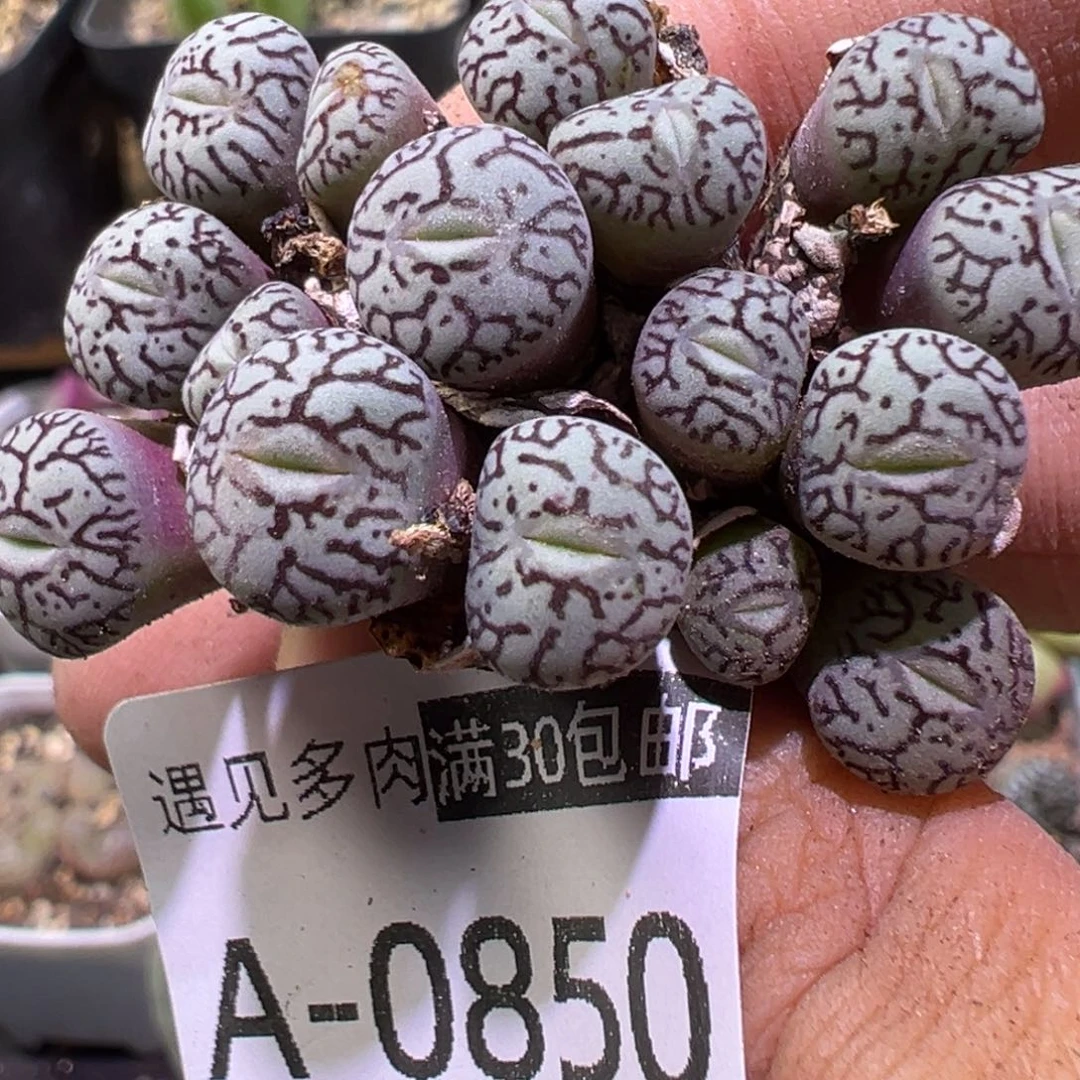 多肉植物111111111111