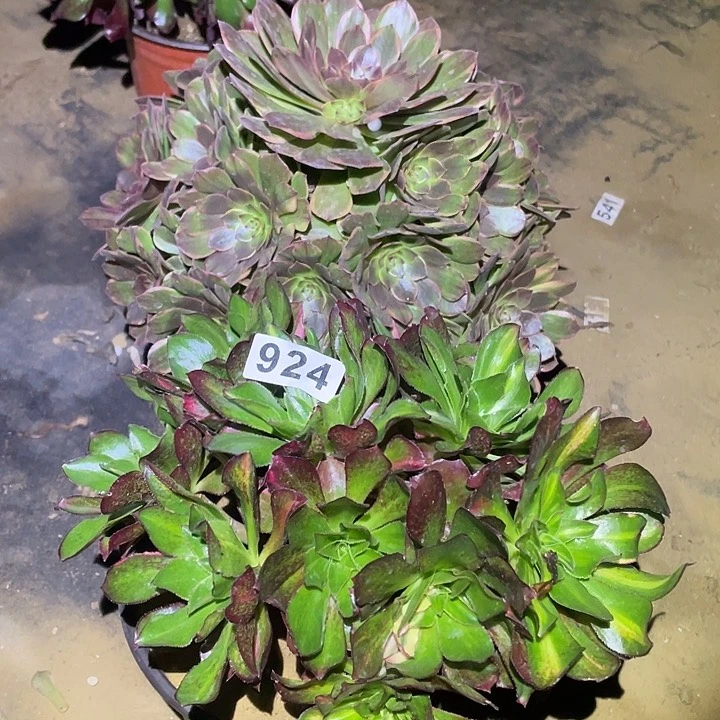 多肉植物断枝不包924半夏冰七彩