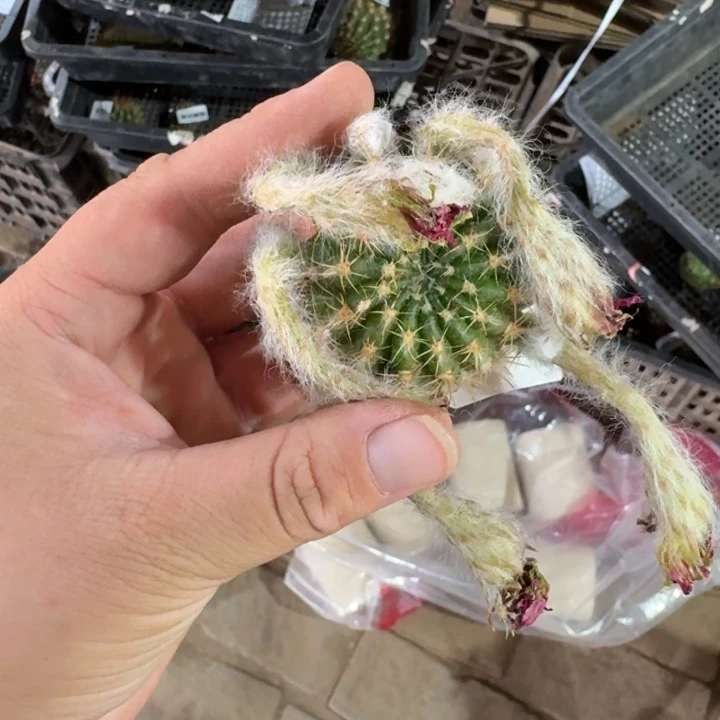 250丽蜜糖歪无根侧牙3公分左右，20包邮