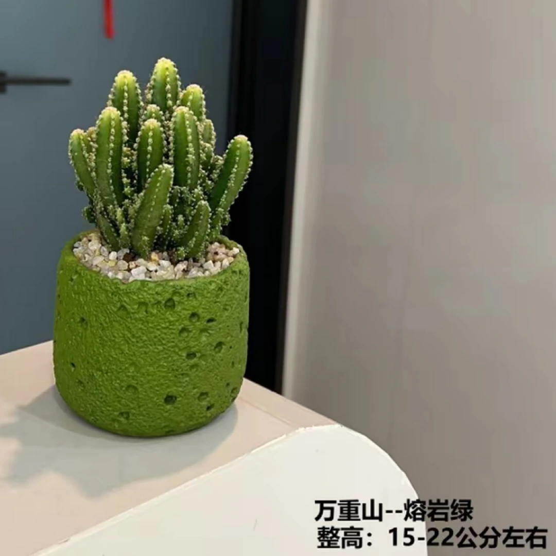 仙人掌万重山多肉植物盆栽室内桌面花卉好养净化空气绿植
