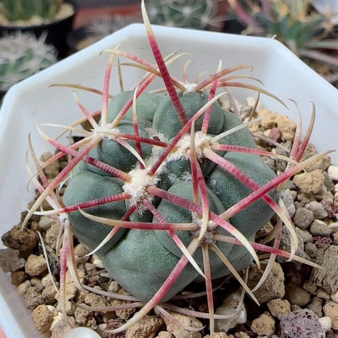 实生绯冠龙多肉0000