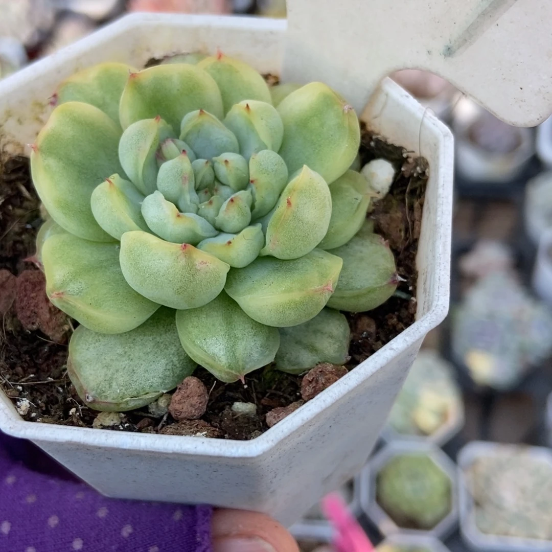 1009冰天使锦多肉植物