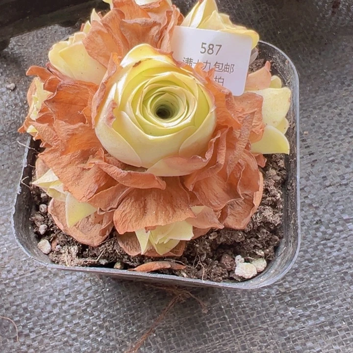 安吉尔裸根不带土发货不包损587