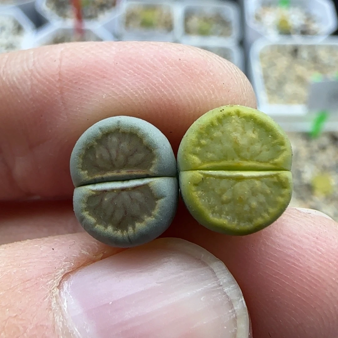 357 清框福利30包邮