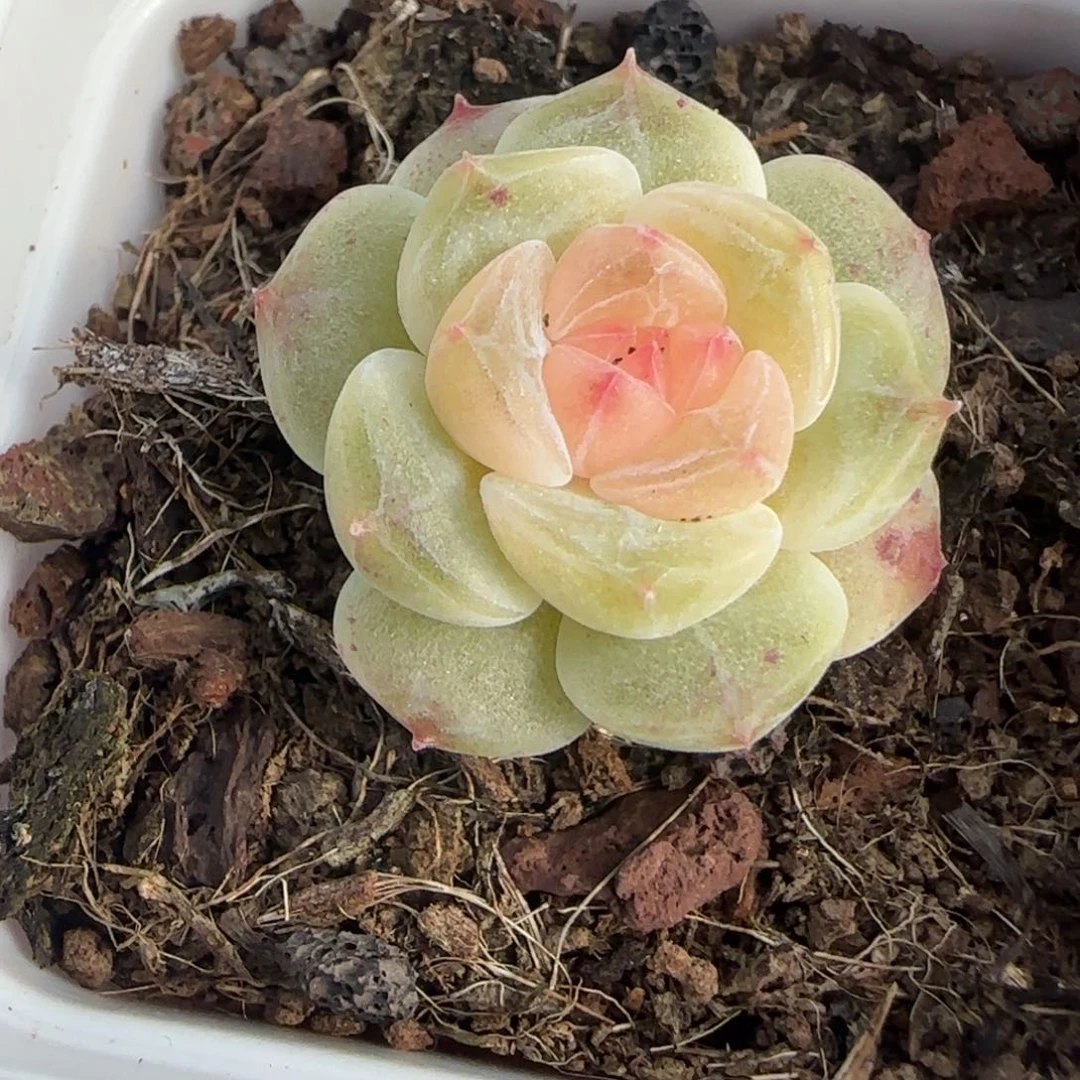 小卡拉米糖心一物一拍