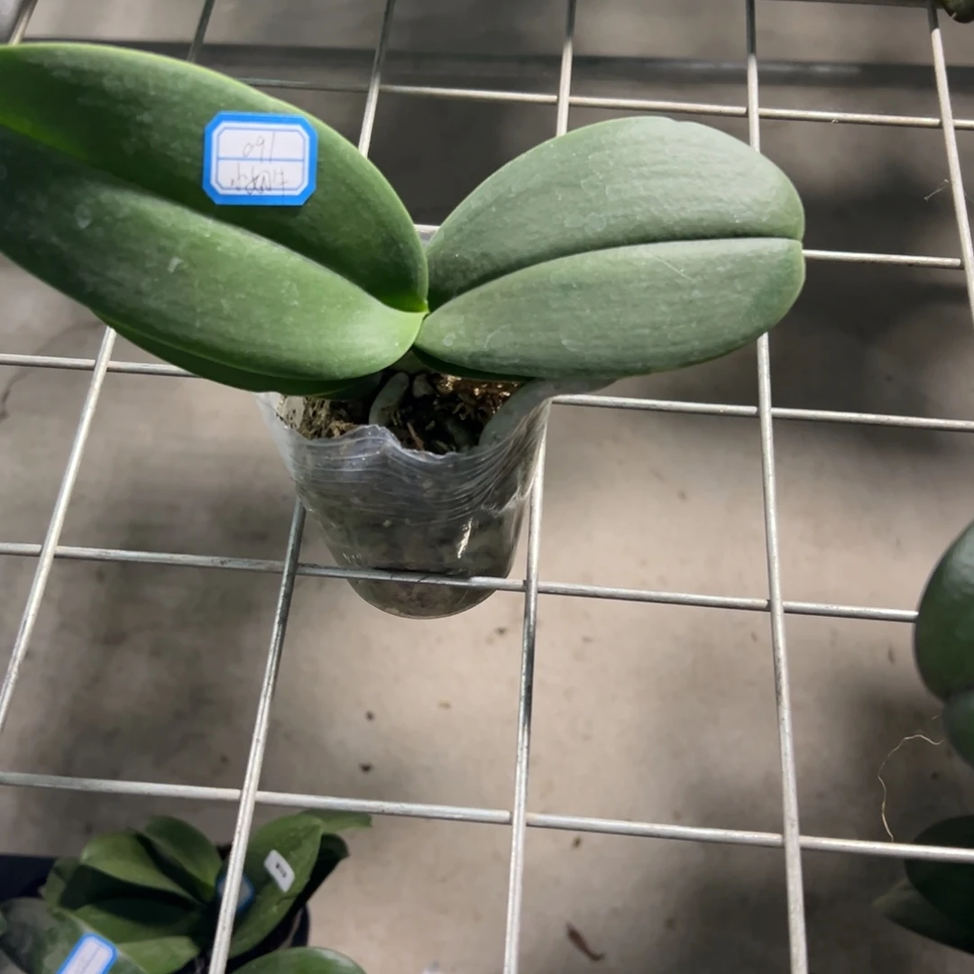 当前无花栽培后可以开花091小奶牛处理破损苗不售后请凑单