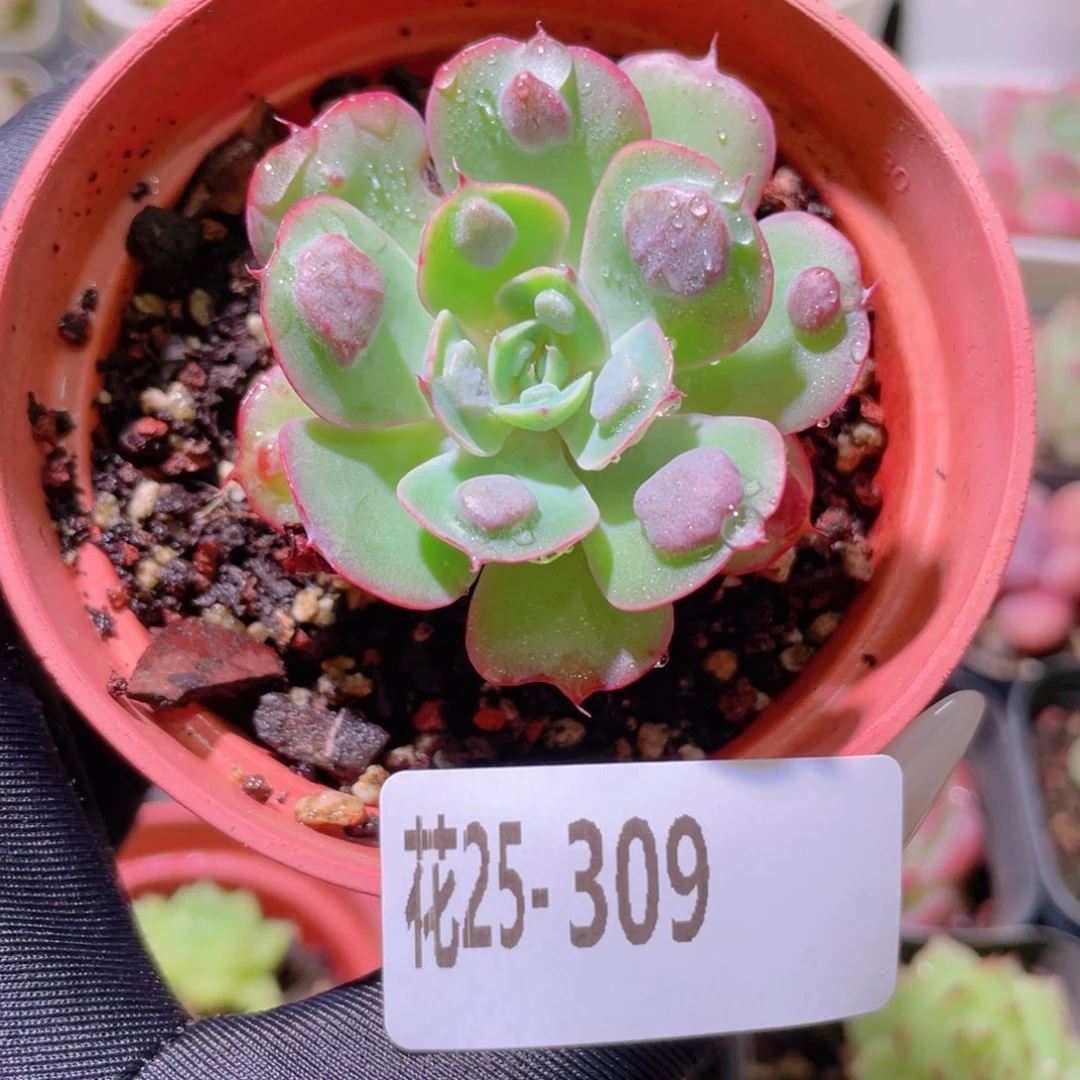 花利美25-309雨滴