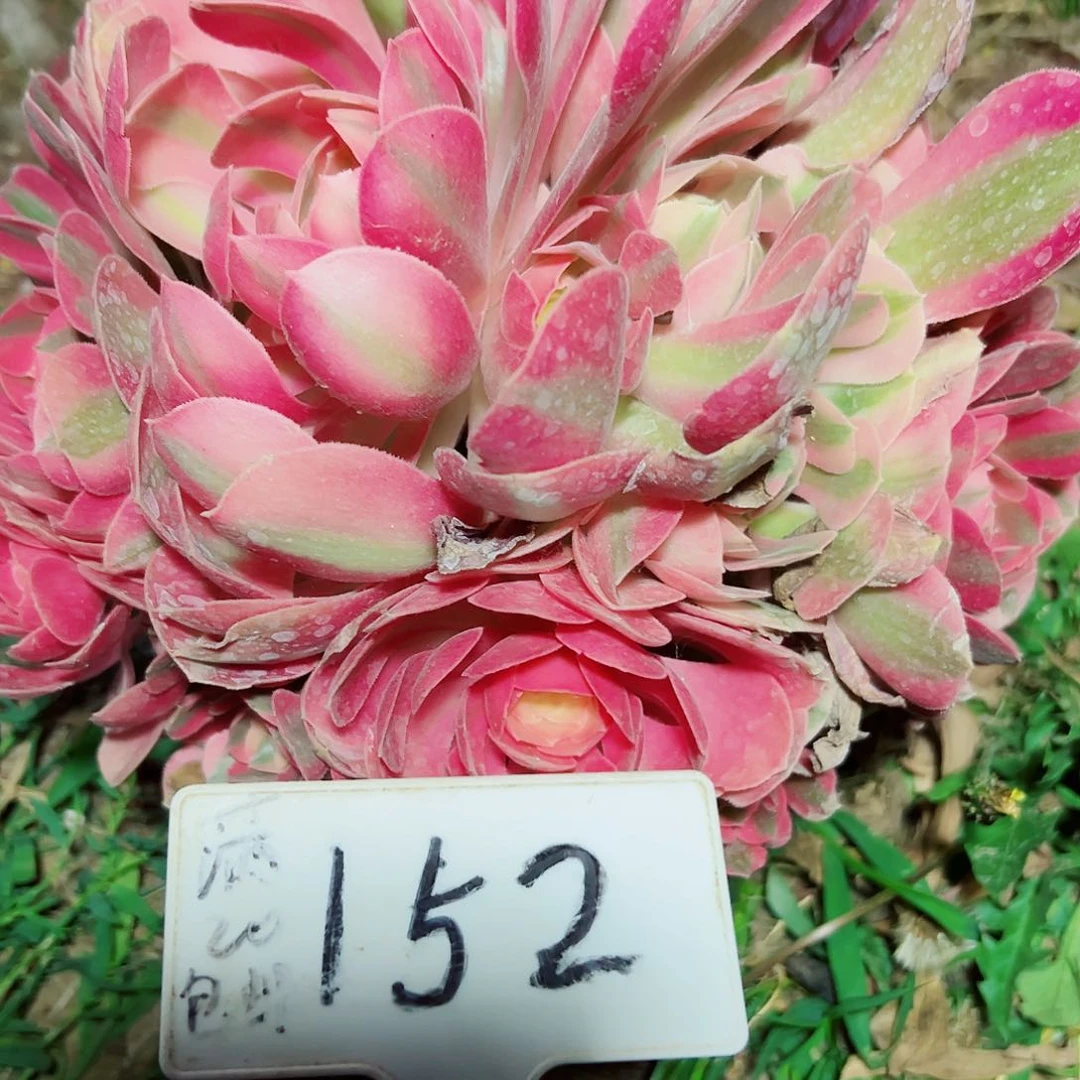 多肉粉植物女巫法师