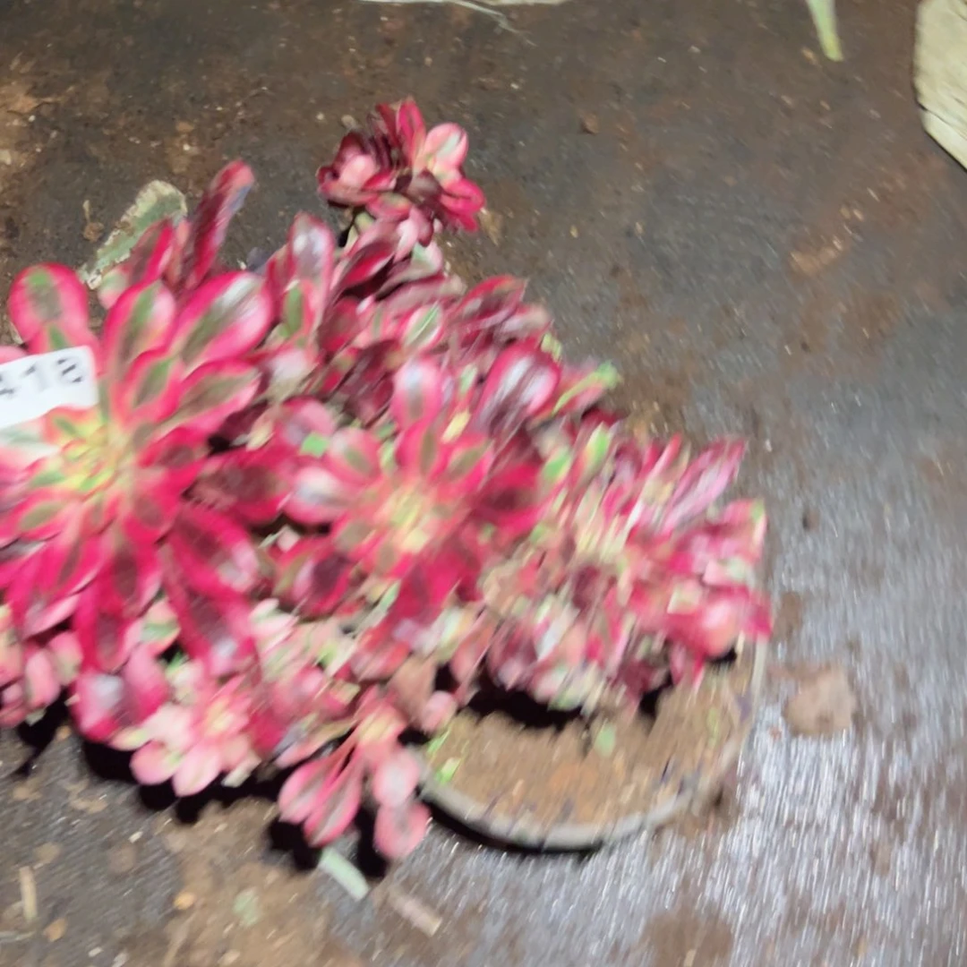 柠*418 号多肉植物法师