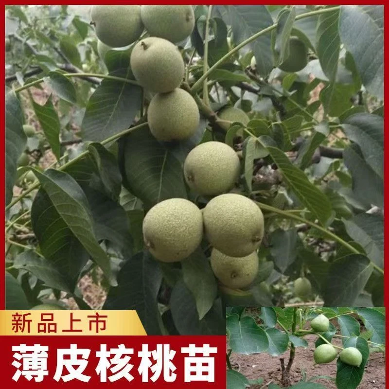 核桃树苗新品种薄皮盆栽矮化阳台地栽庭院耐寒南北方种植明年结果
