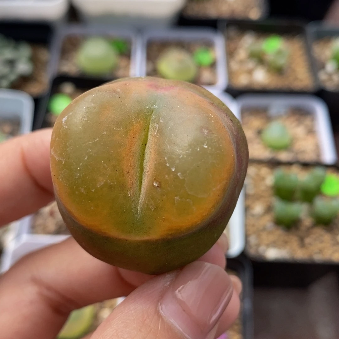 大毛3.6cm多肉植物370
