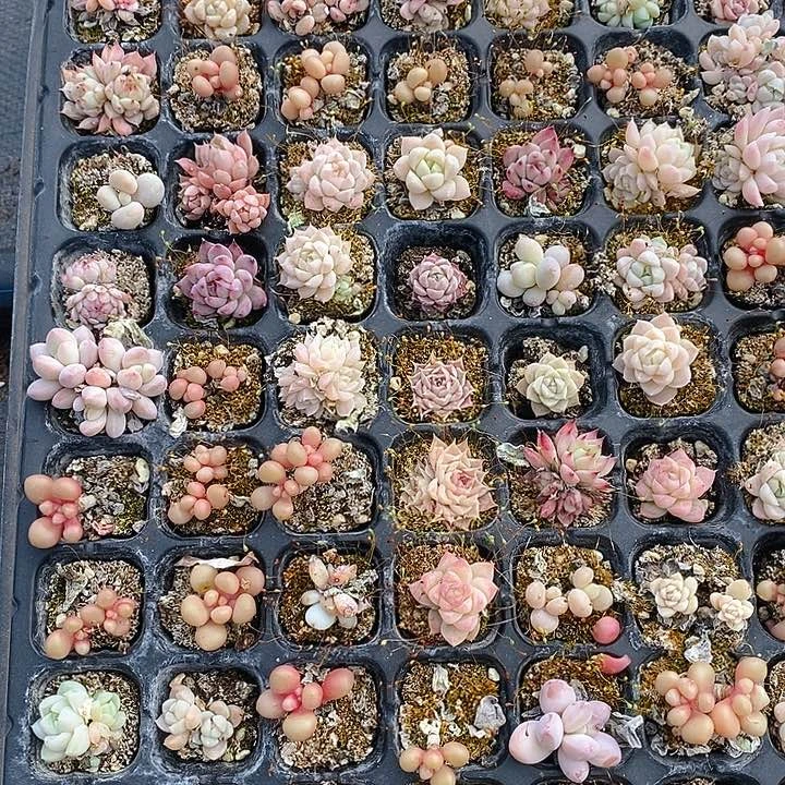 290 多肉植物盆栽花卉盆栽