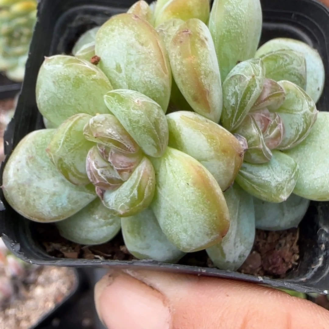 小卡拉米糖心一物一拍