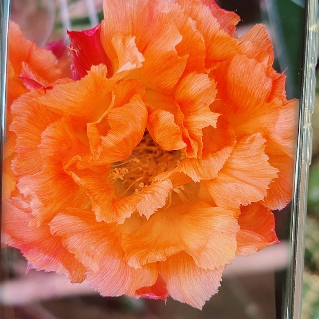 彩草香槟侧芽 20 包邮