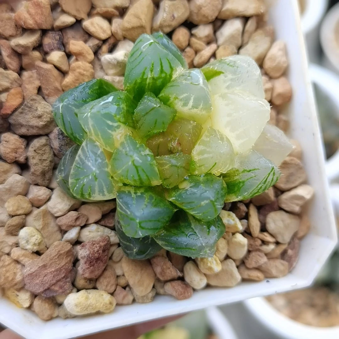 85号龙爪玉露锦一物一拍带盆土发货满38包邮