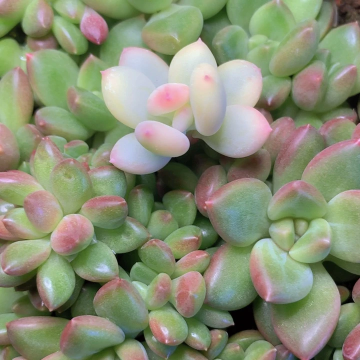 三日月锦砍头苗发