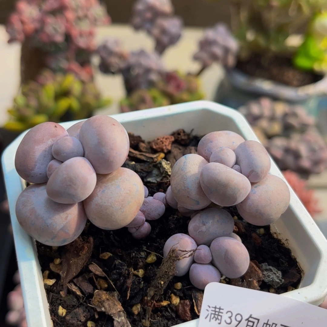 209/5cm芭比奶酪多肉植物