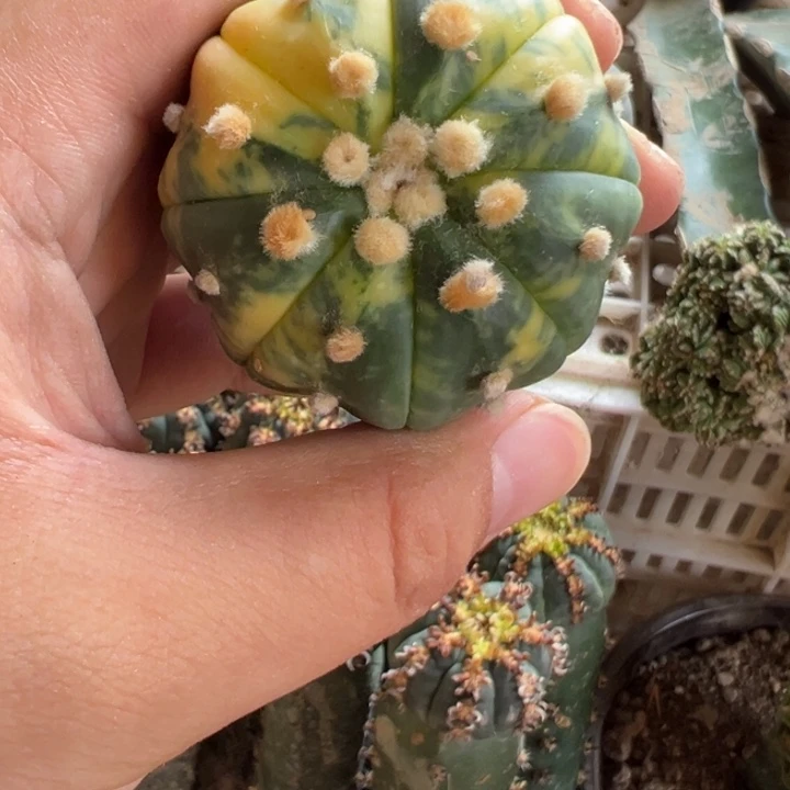 海鲜兜锦仙人球3468号