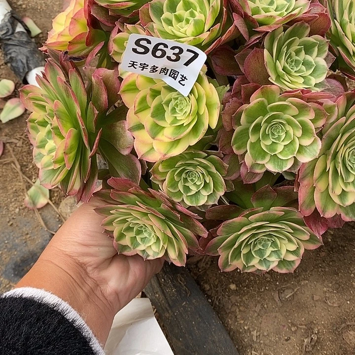 多肉植物海王637多肉