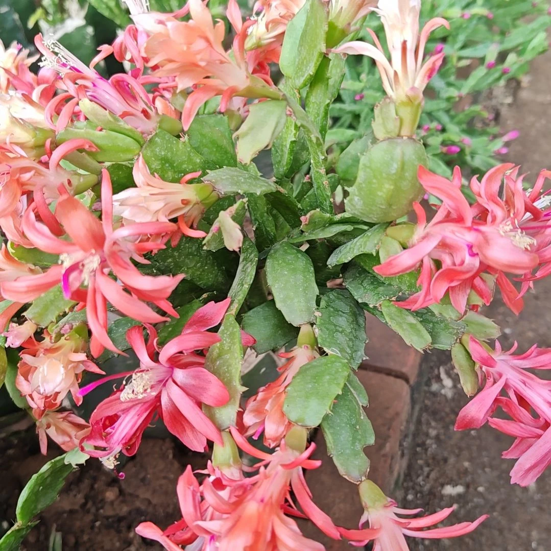 橙子脱土脱盆易掉芽苞261