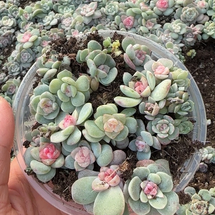 号绝绝子多肉一盘65