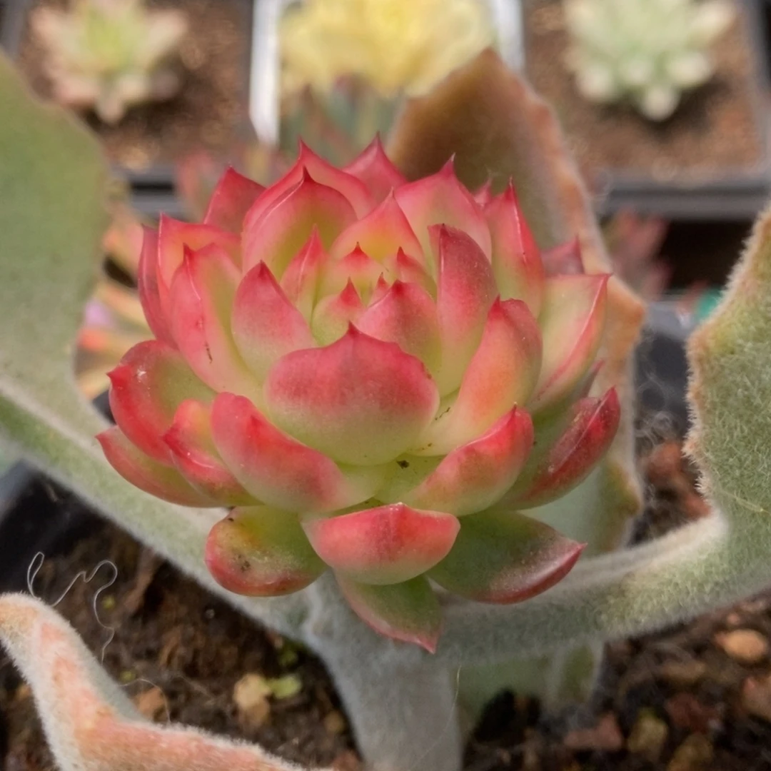 571南塔锦锦锦锦锦锦锦