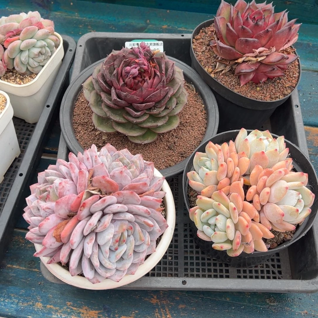 从前慢多肉精选编号0119.88