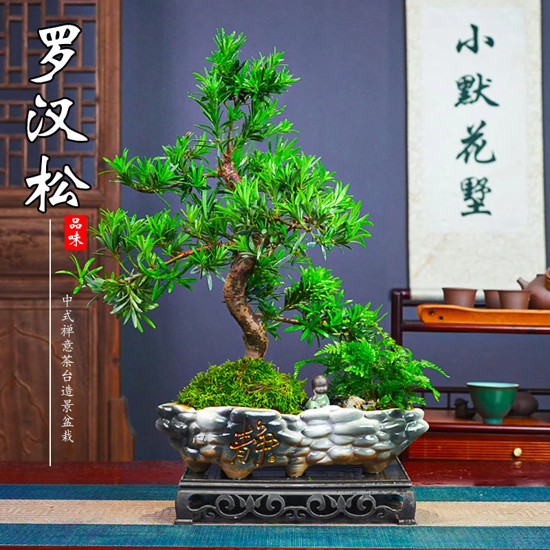 【老桩罗汉松】室内茶台造景盆栽桌面造型盆景四季常青迎客高端绿植