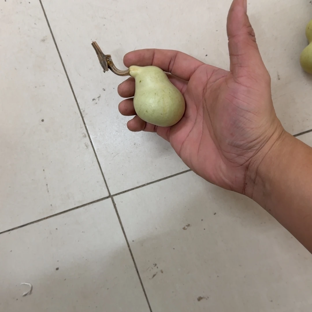M***n葫芦葫芦葫芦葫芦