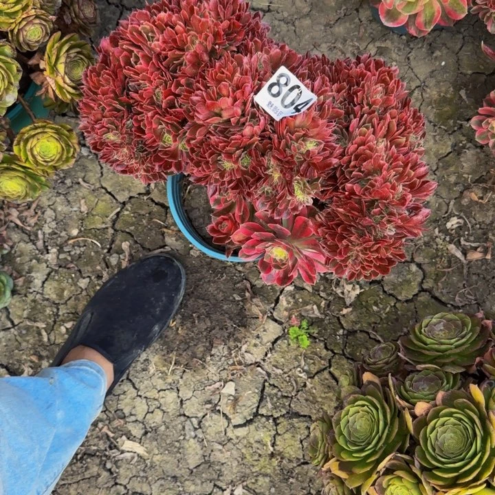 女妖花29-29包邮花花