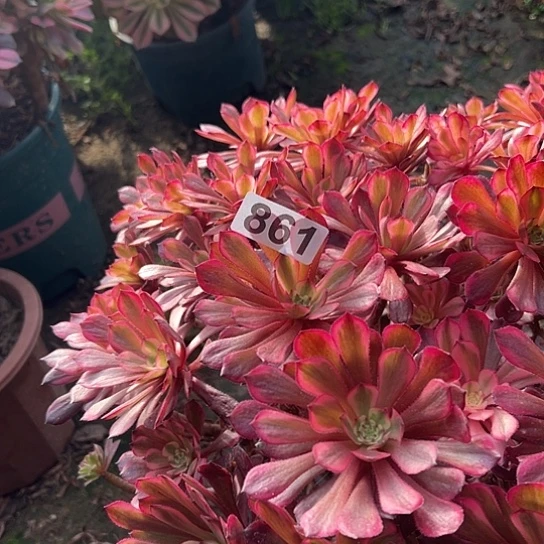 栀***心多肉植物一个目的红861