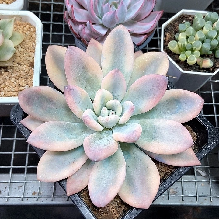 奥普琳娜锦多肉植物