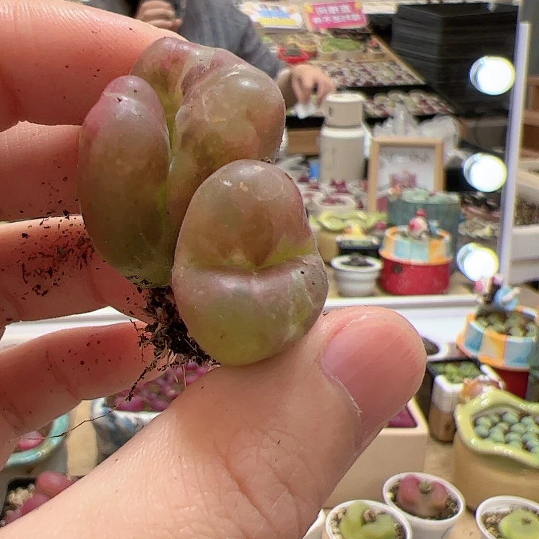 【闪购商品】幽***?13 福利