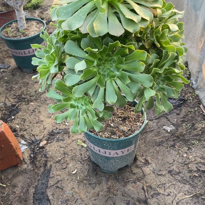 36原始绿法师多肉植物多肉