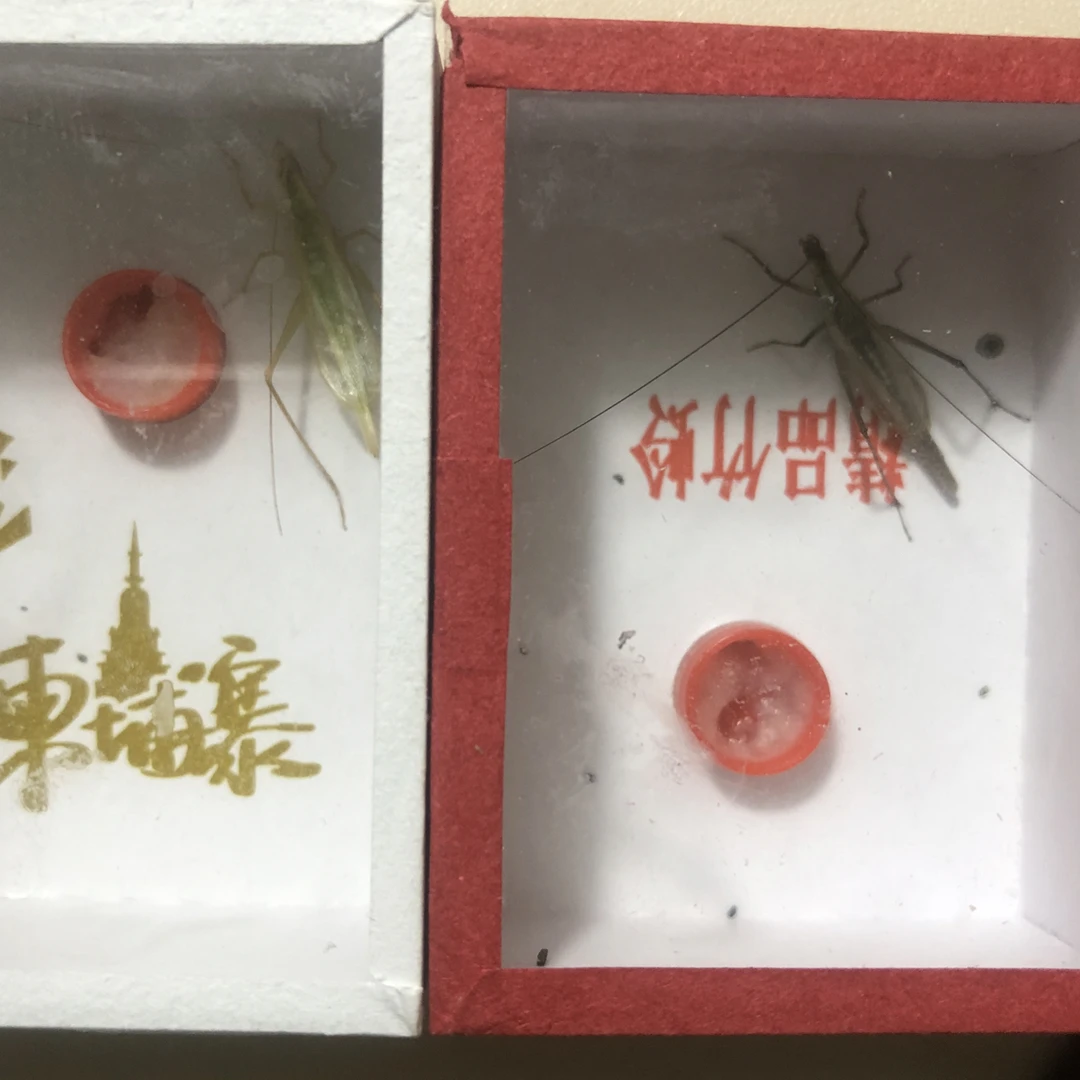 四火虫艺 精品紫竹➕柬竹各一只