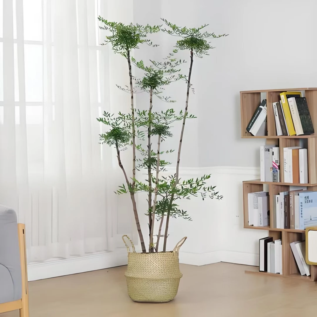 南天竹猴面包树四季不落叶，室内室外南方北方均适宜都美竹八方