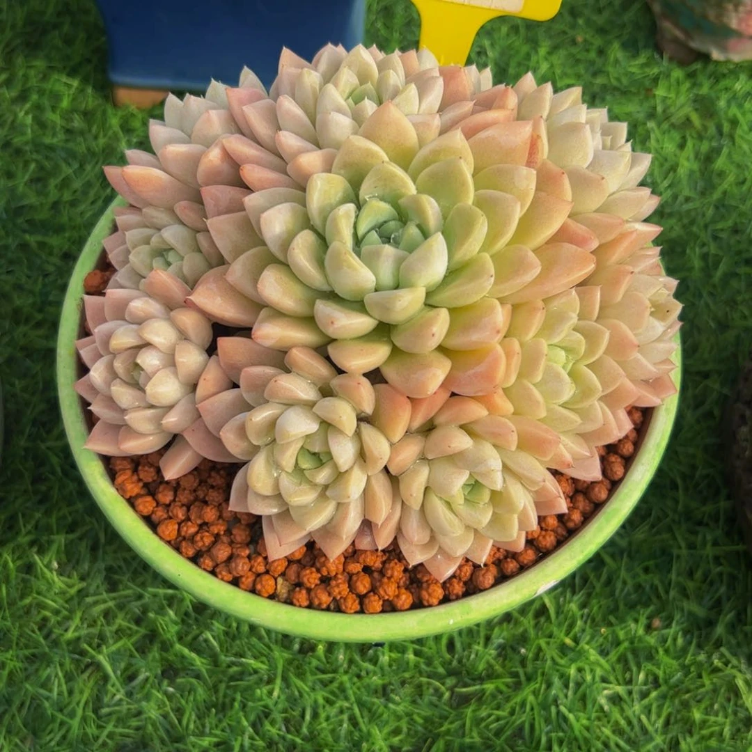 ?**?手捧花奶油美人40号