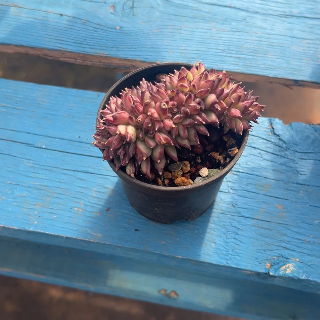 微****暖小雨多肉初见拉糖缀化