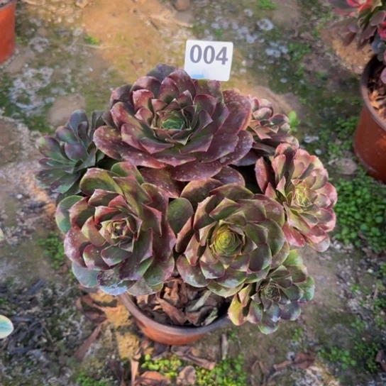 魅金玫瑰9号棚004多肉植物