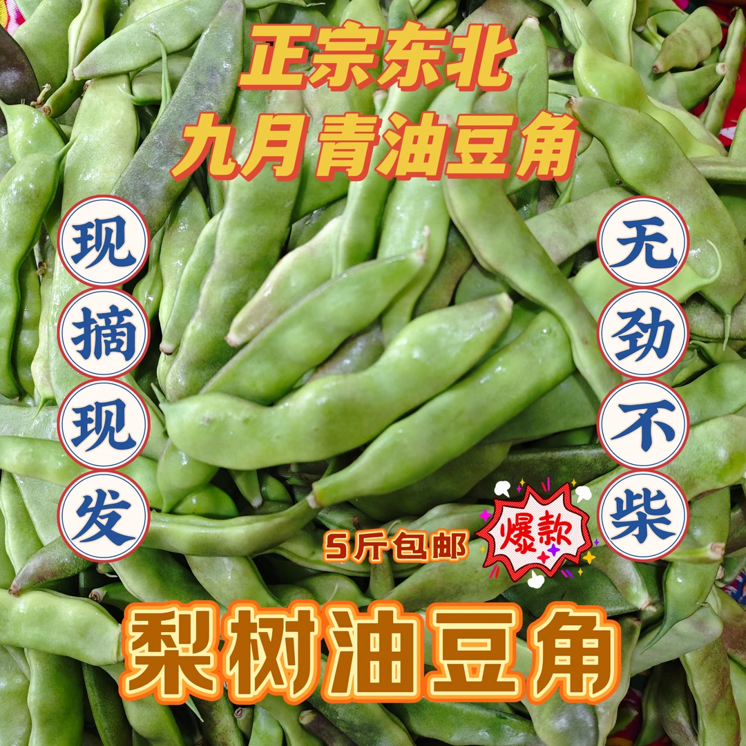 东北新鲜九月青油豆角现摘现发冻九月青油豆角当年豆角开锅就烂