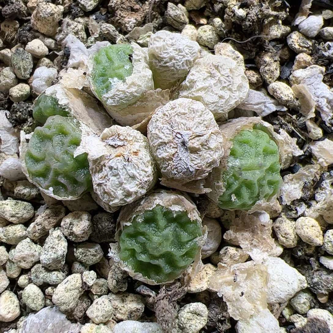 【闪购商品】35 小群超烧pvb9479