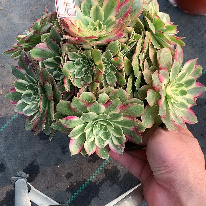 311玉姿多肉植物