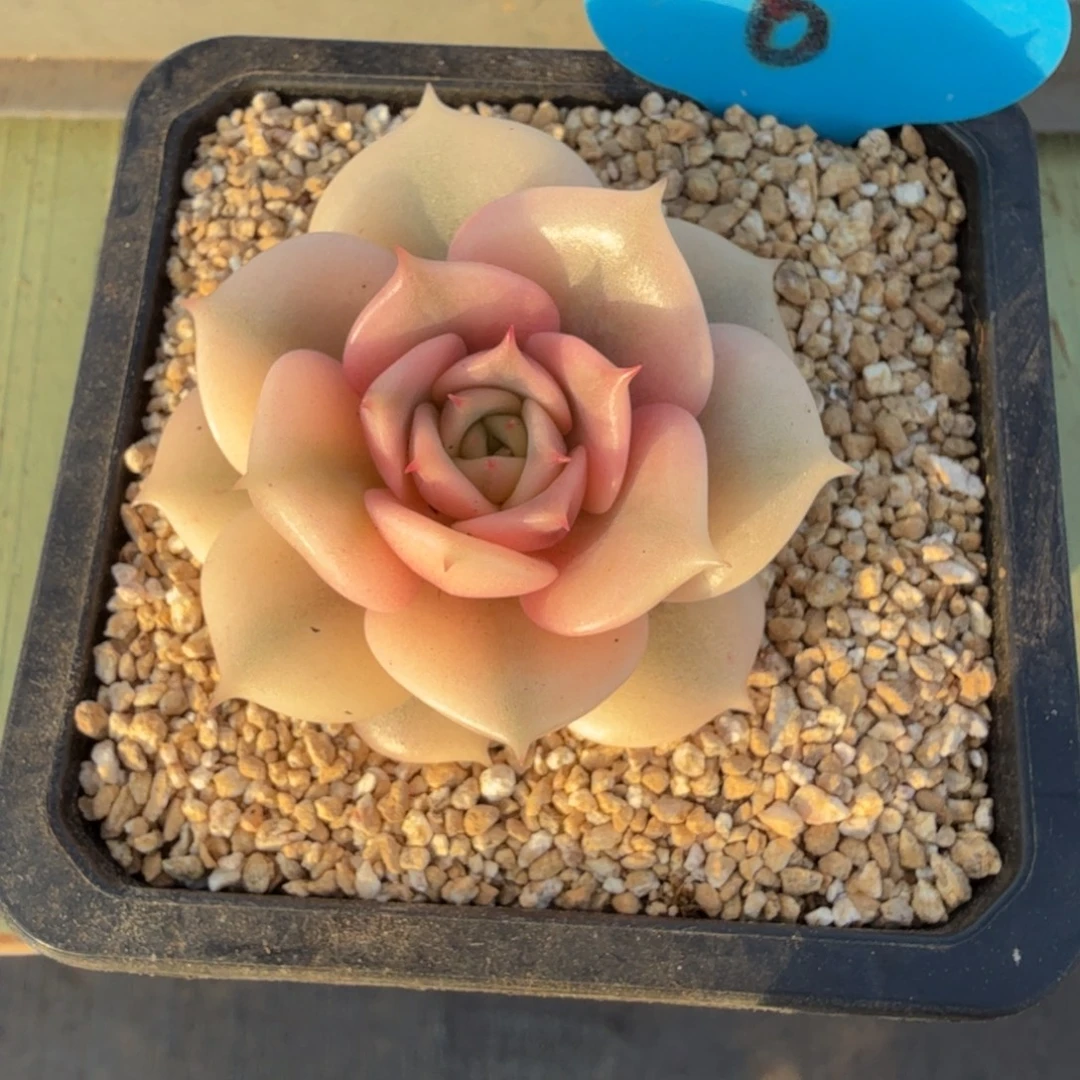 用***9贝加尔湖锦锦上园艺一物一拍