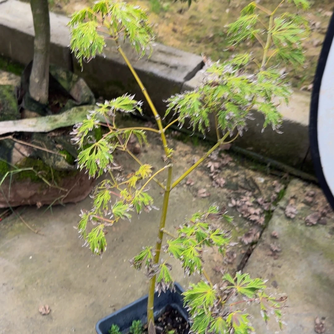 无花朵各种各样的品种风