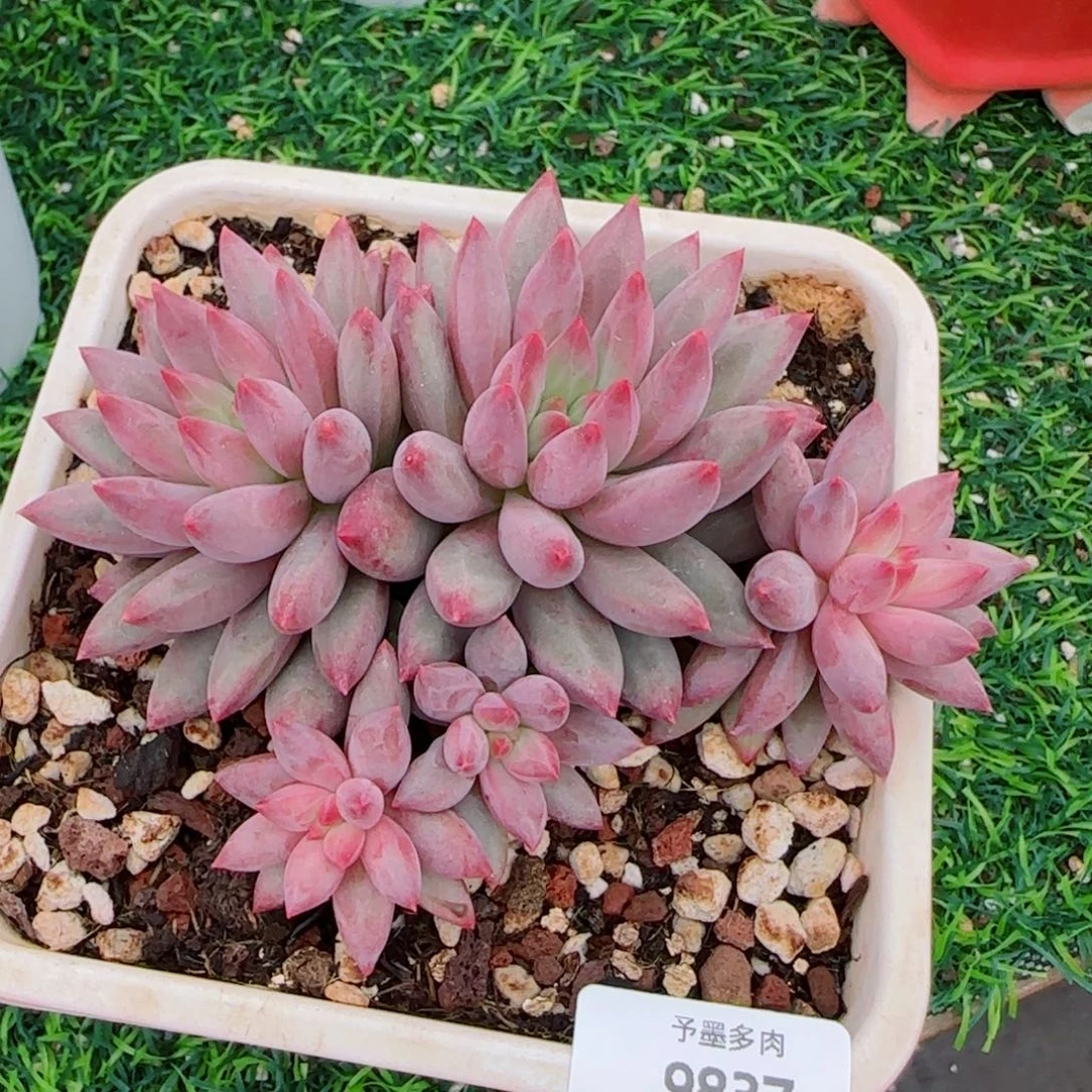 虞美人，9837多肉植物