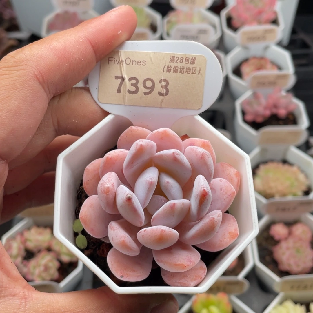 雪梦7393-6.0厘米